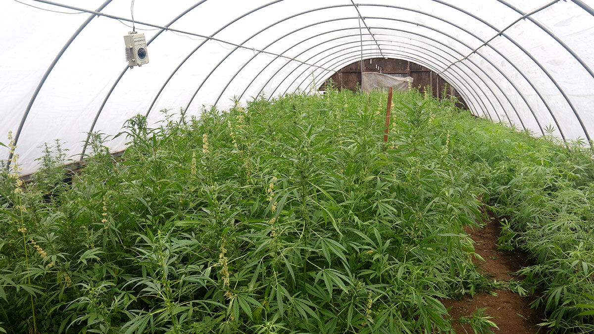 Hemp